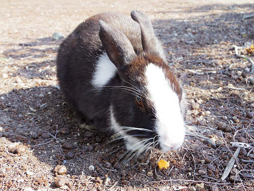 うさぎ島のウサギ写真＠大久野島-33