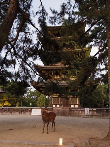 2015なら燈花会＠奈良市-05