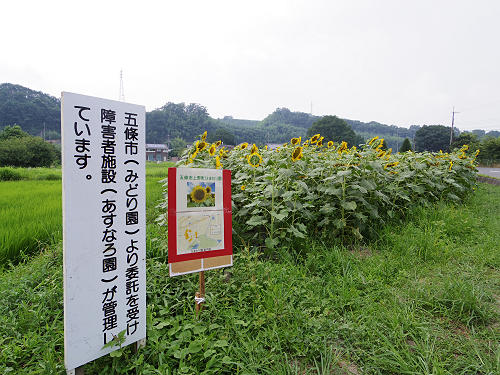 上野町ひまわり園＠五條市-02