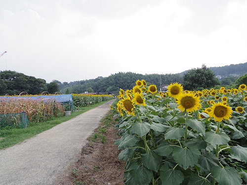 上野町ひまわり園＠五條市-04