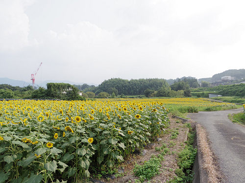 上野町ひまわり園＠五條市-05