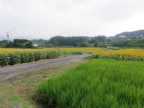 上野町ひまわり園＠五條市-06