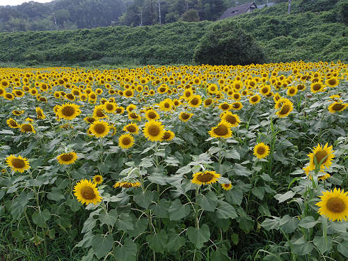 上野町ひまわり園＠五條市-07