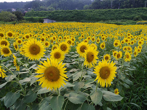 上野町ひまわり園＠五條市-10