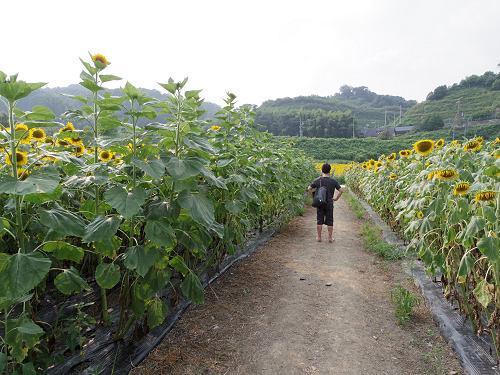 上野町ひまわり園＠五條市-11