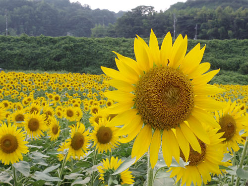 上野町ひまわり園＠五條市-12