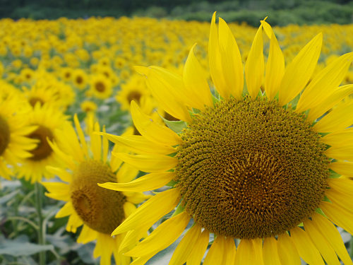 上野町ひまわり園＠五條市-13