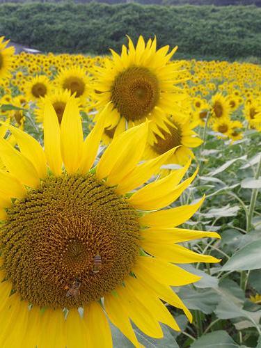 上野町ひまわり園＠五條市-14