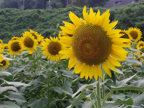 上野町ひまわり園＠五條市-15