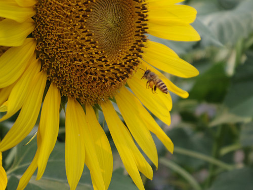 上野町ひまわり園＠五條市-16