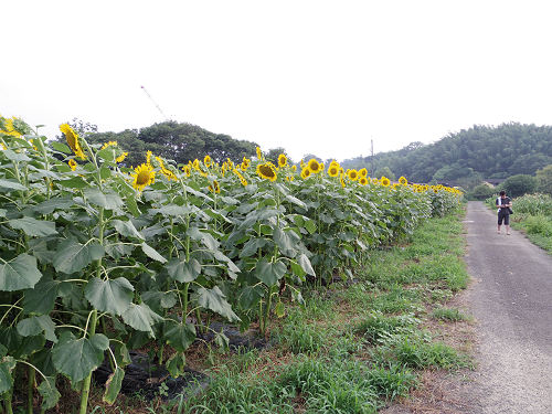 上野町ひまわり園＠五條市-19