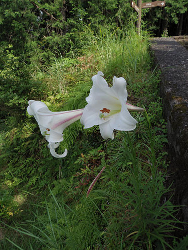 天空の郷『果無集落』＠十津川村-28