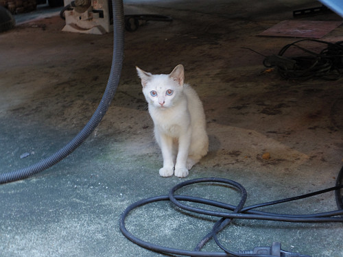 ラーメン店『麺や 朱夏』＠奈良市-13