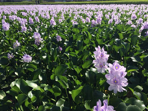 ホテイアオイ ＠本薬師寺跡（橿原市）-05