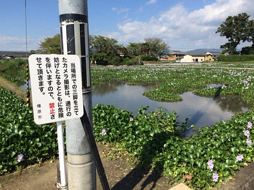 ホテイアオイ ＠本薬師寺跡（橿原市）-07