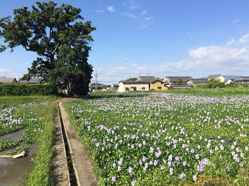 ホテイアオイ ＠本薬師寺跡（橿原市）-08