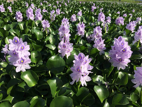 ホテイアオイ ＠本薬師寺跡（橿原市）-11