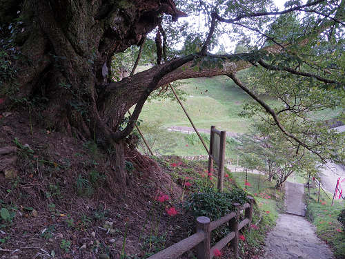 佛隆寺の彼岸花（2015年秋）-06