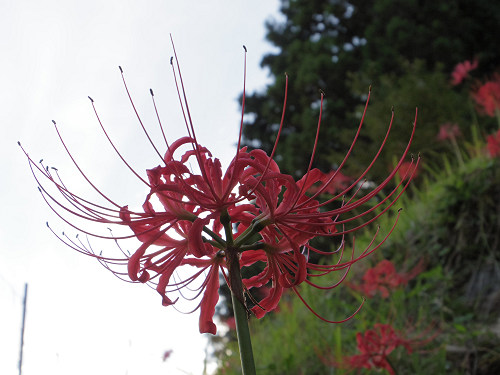 佛隆寺の彼岸花（2015年秋）-07