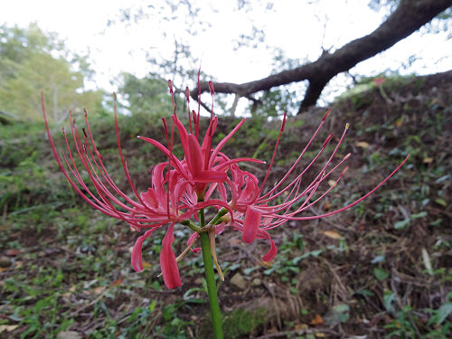 佛隆寺の彼岸花（2015年秋）-08