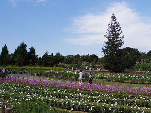 馬見フラワーフェスタ＠馬見丘陵公園-03