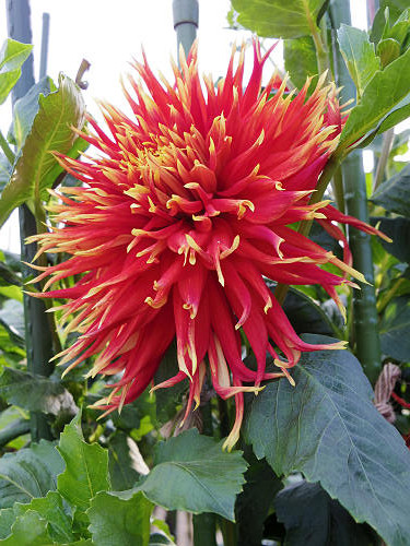 馬見フラワーフェスタ＠馬見丘陵公園-12