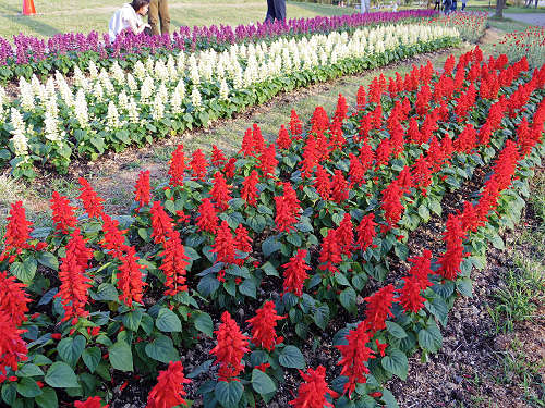 馬見フラワーフェスタ＠馬見丘陵公園-17