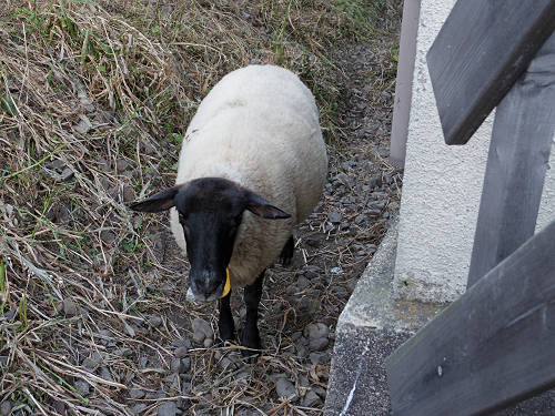 今井町エリア ＠はならぁと2015-36