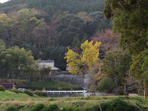 乳銀杏の紅葉@葛城一言主神社-01 乳銀杏の紅葉@葛城一言主神社-01