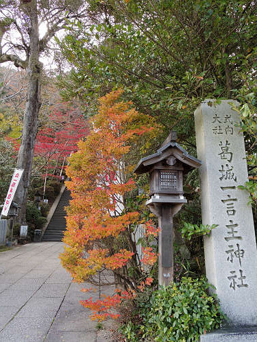 乳銀杏の紅葉@葛城一言主神社-02 乳銀杏の紅葉@葛城一言主神社-02
