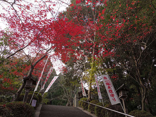 乳銀杏の紅葉@葛城一言主神社-03 乳銀杏の紅葉@葛城一言主神社-03