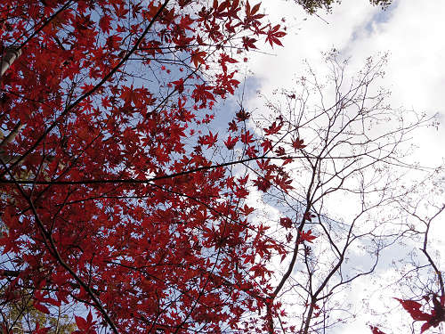 乳銀杏の紅葉@葛城一言主神社-04 乳銀杏の紅葉@葛城一言主神社-04