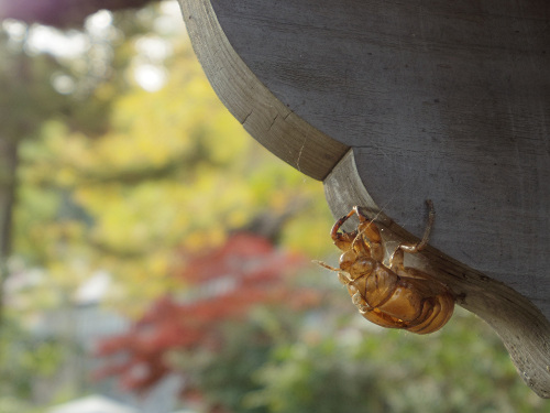 乳銀杏の紅葉@葛城一言主神社-05 乳銀杏の紅葉@葛城一言主神社-05