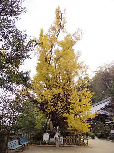 乳銀杏の紅葉@葛城一言主神社-07 乳銀杏の紅葉@葛城一言主神社-07