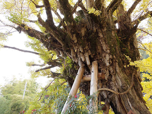 乳銀杏の紅葉@葛城一言主神社-08 乳銀杏の紅葉@葛城一言主神社-08