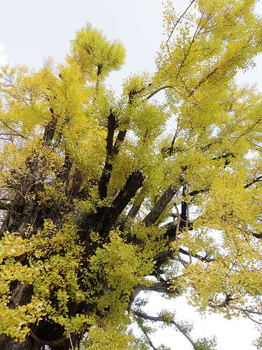 乳銀杏の紅葉@葛城一言主神社-09 乳銀杏の紅葉@葛城一言主神社-09