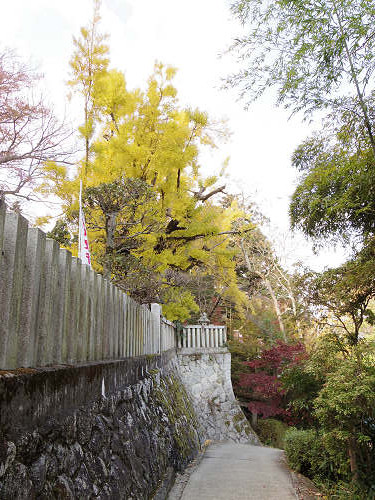 乳銀杏の紅葉@葛城一言主神社-13 乳銀杏の紅葉@葛城一言主神社-13