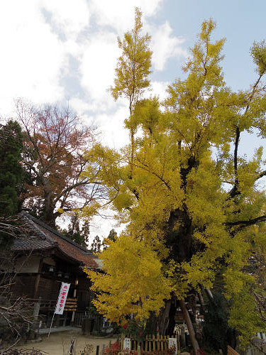 乳銀杏の紅葉@葛城一言主神社-14 乳銀杏の紅葉@葛城一言主神社-14