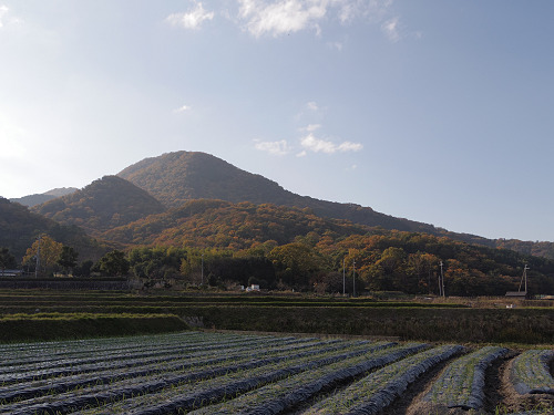 紅葉した二上山-06