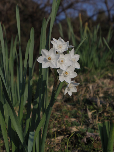 山の辺の道＠2016年初詣-09