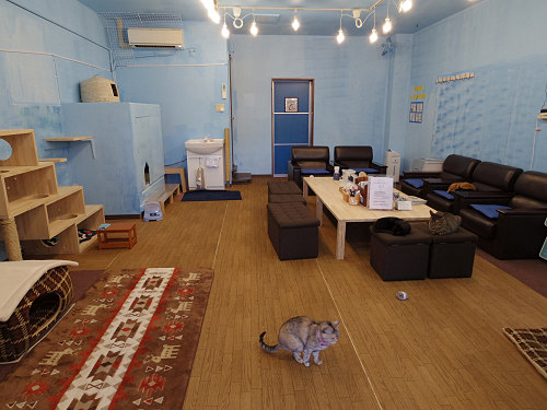 保護猫カフェ DearCat ＠生駒市-02