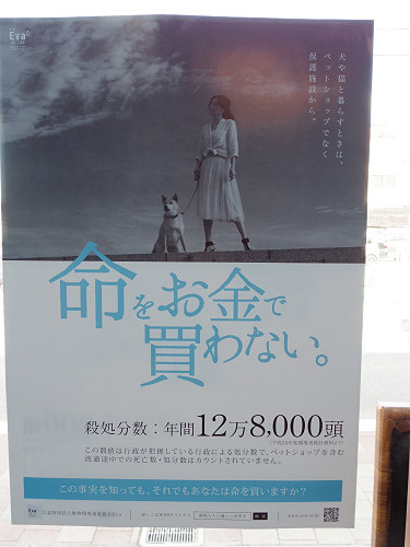 保護猫カフェ DearCat ＠生駒市-04