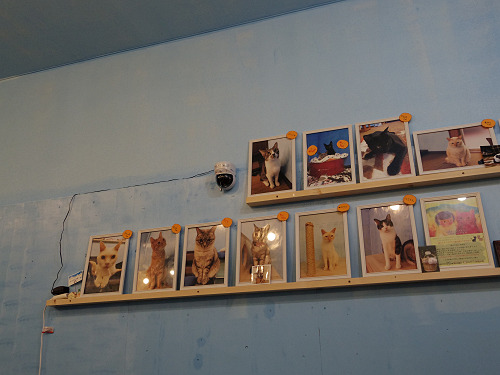 保護猫カフェ DearCat ＠生駒市-07