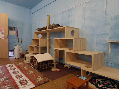 保護猫カフェ DearCat ＠生駒市-08