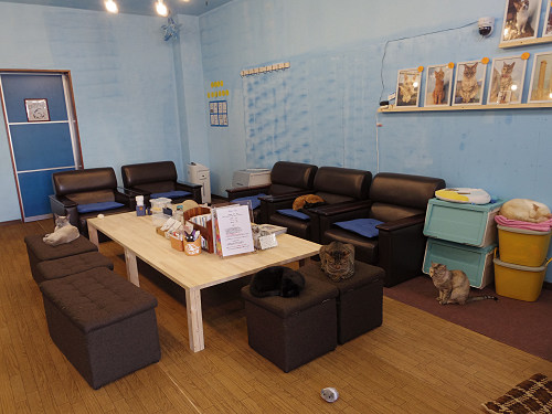 保護猫カフェ DearCat ＠生駒市-09