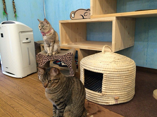 保護猫カフェ DearCat ＠生駒市-10