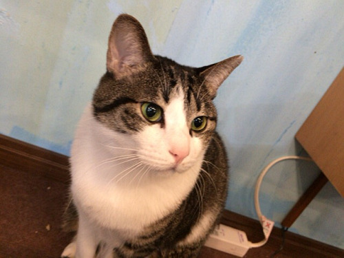 保護猫カフェ DearCat ＠生駒市-11