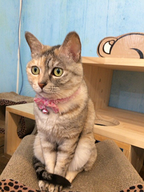 保護猫カフェ DearCat ＠生駒市-12