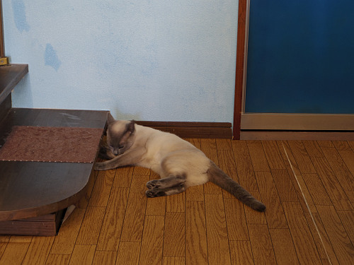 保護猫カフェ DearCat ＠生駒市-13