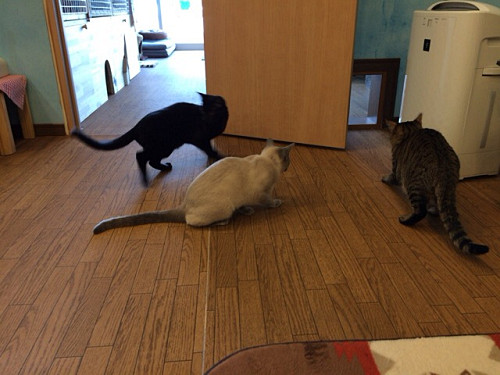 保護猫カフェ DearCat ＠生駒市-14